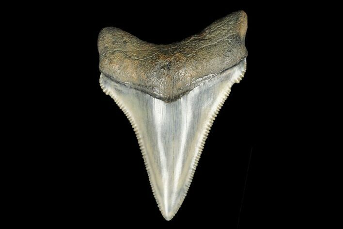 Serrated, Fossil Chubutensis Tooth - Aurora, North Carolina #176593